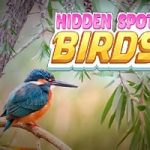 Hidden Spots – Birds